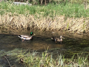 Wetland landscape used for environmental field assessment